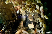 Periclimenes brevicarpalis Heteractis aurora-Liwutonkidi Jetty beach-20m-20180604-Denis-ADER-DSC_4196_tn